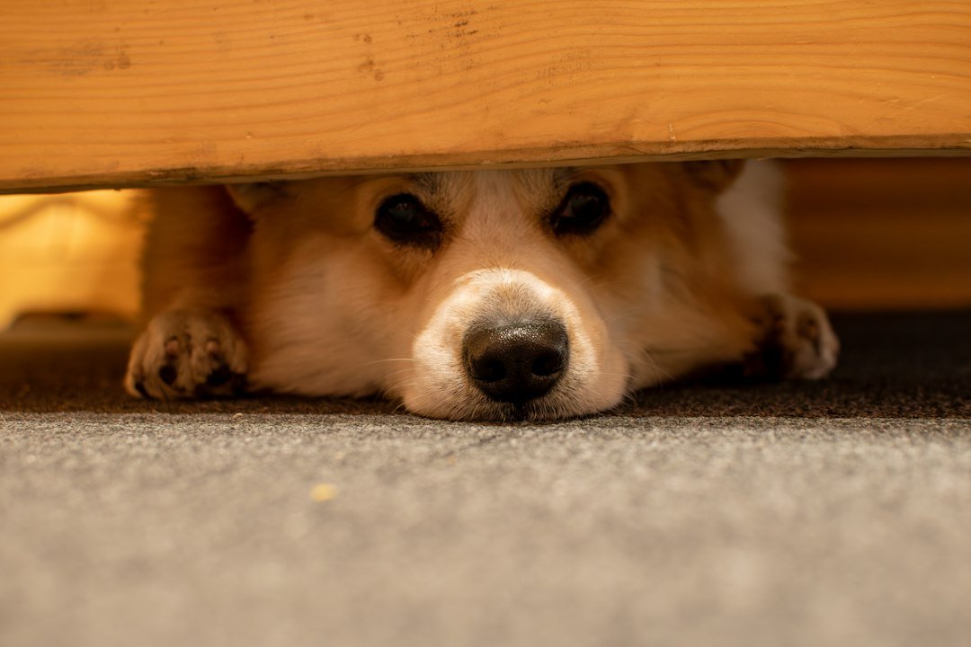 Perro asustado escondido debajo de una mesa de madera