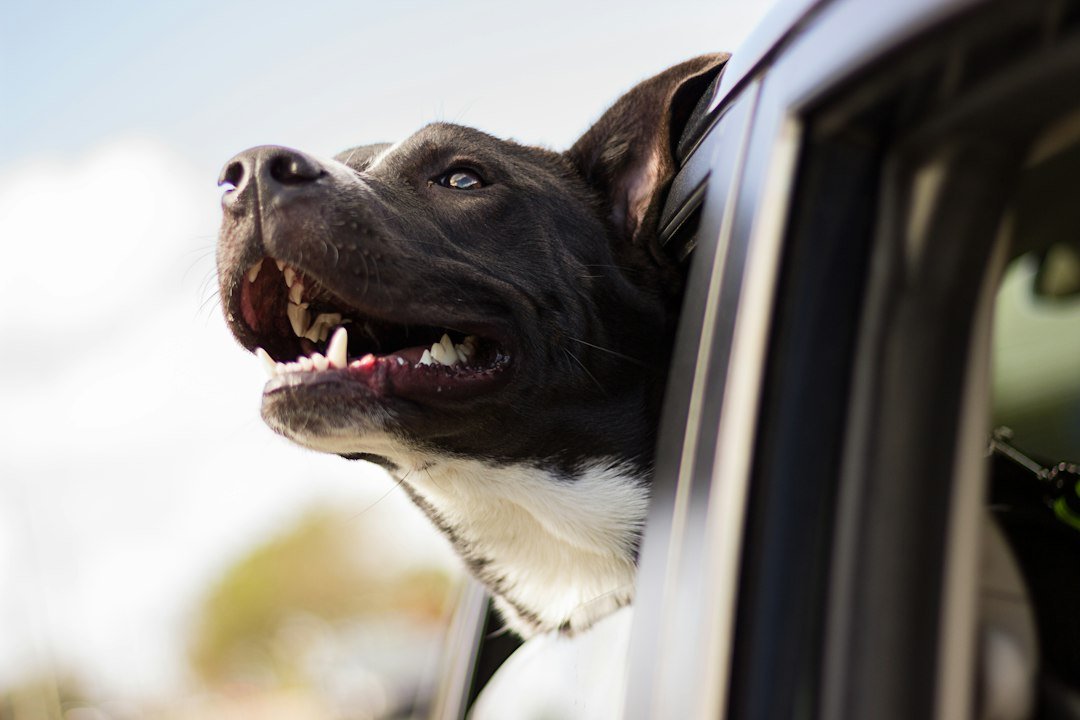 Perro mirando tranquilo por la ventana del coche durante el trayecto
