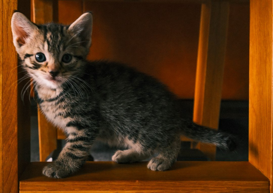 Gatito atigrado sentado en una silla de madera dentro de casa