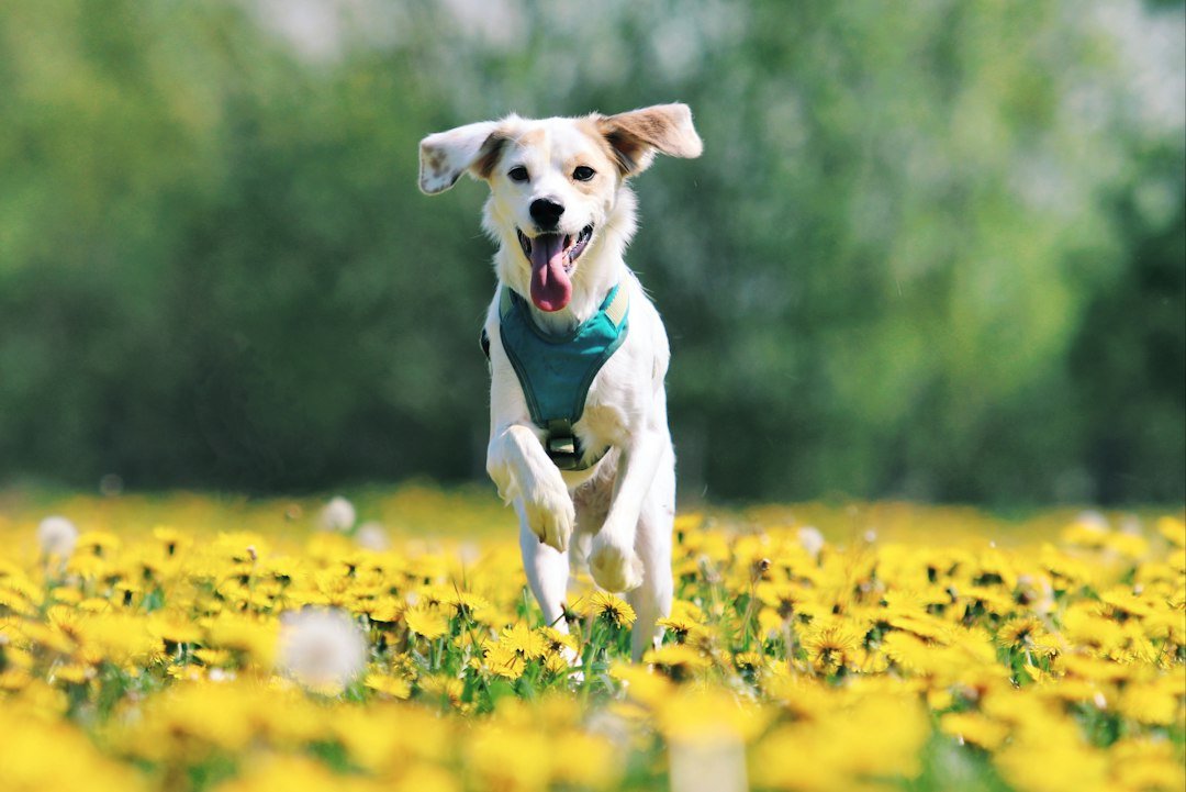 Perro sano y activo corriendo al aire libre