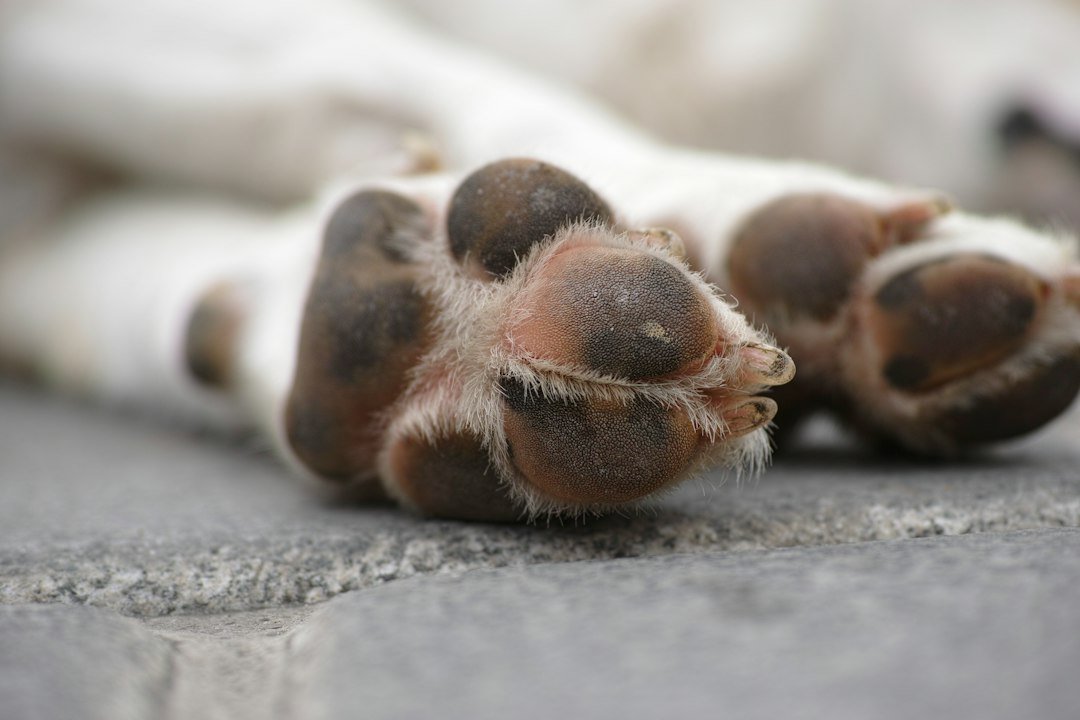 Primer plano de la pata y las u&ntilde;as de un perro sobre el piso