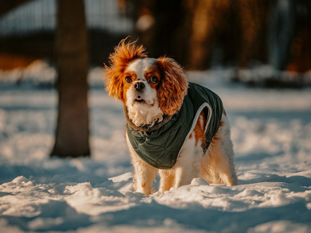 Perro con bufanda disfrutando de un paseo en un día frío