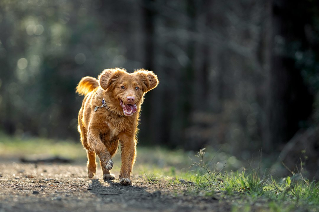 Perro activo paseando al aire libre