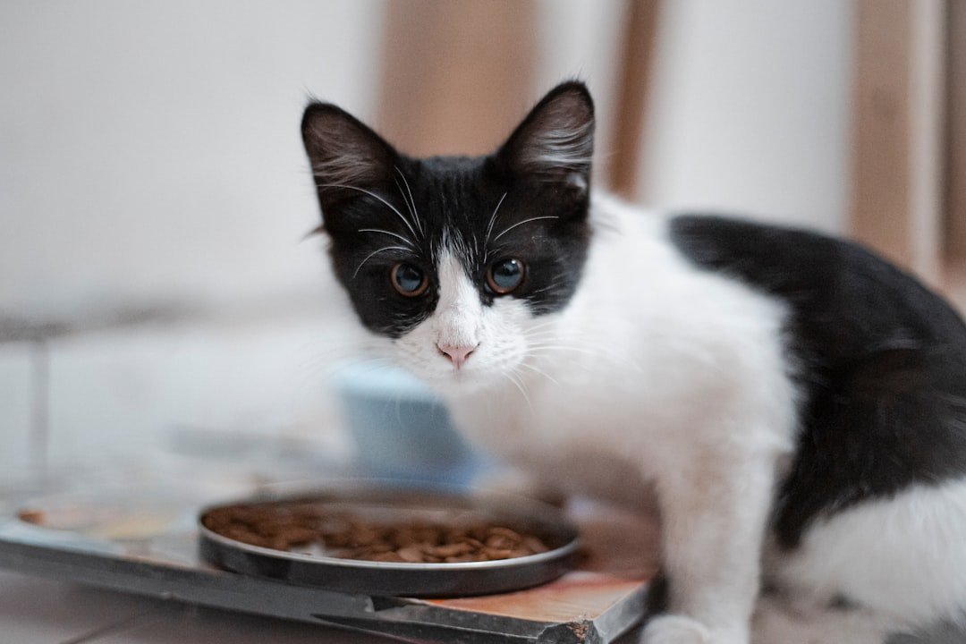 Gato comiendo de su plato en casa