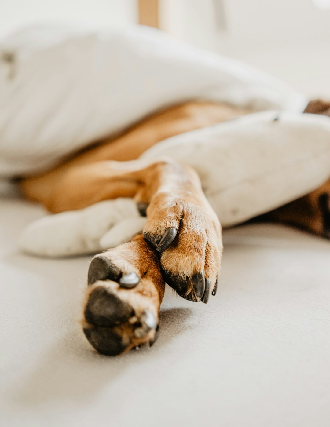 Patas de un perro descansando, suaves y bien cuidadas