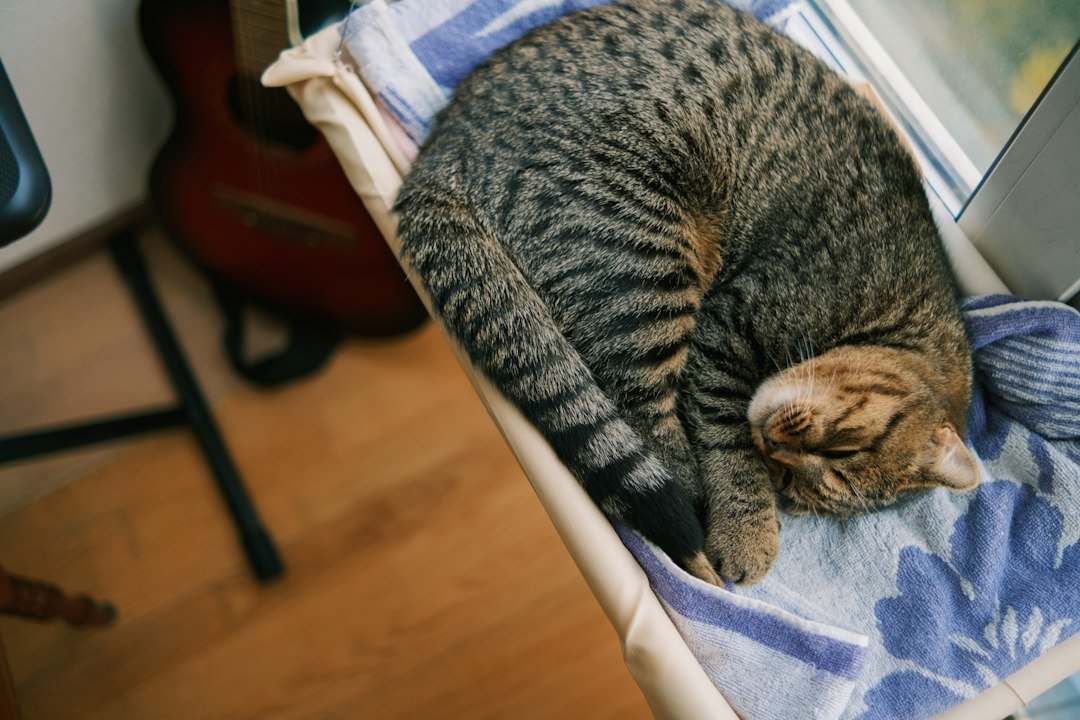 Gato descansando tranquilo sobre una manta en casa