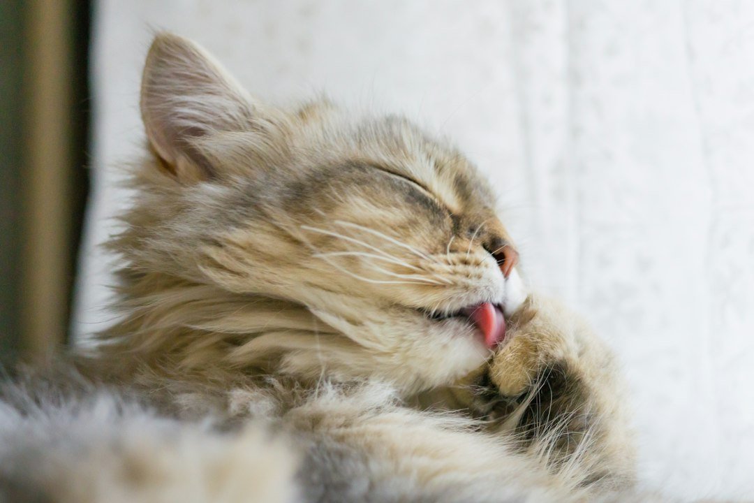 Gato de pelo largo acicalandose con la lengua