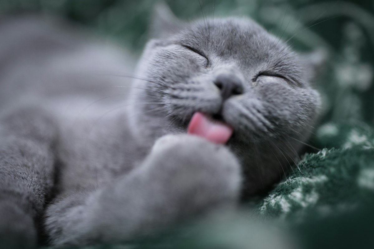 Gato acicalandose lamiendo su pata