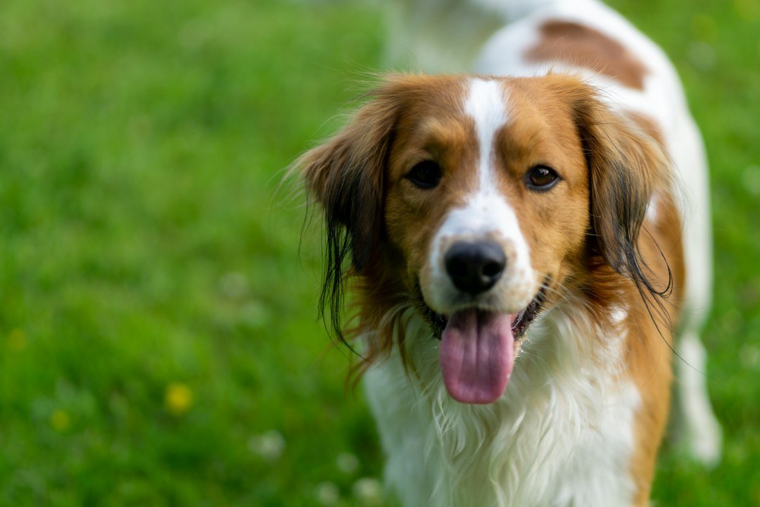 Perro sano y feliz al aire libre sobre el pasto