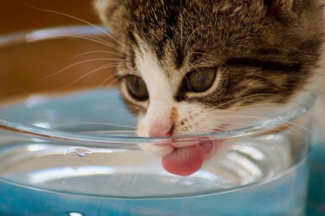 Gato bebiendo agua fresca de un tazón en casa