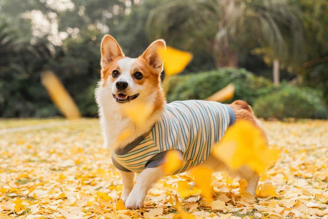 Perro corgi con suéter tejido entre hojas de otoño