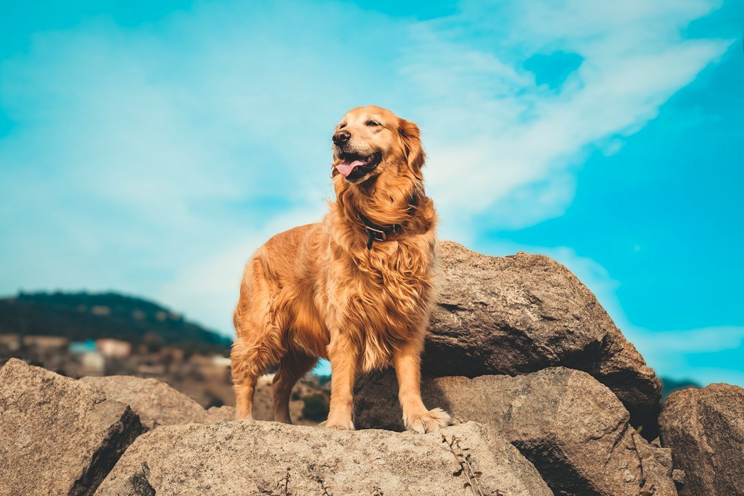 Golden retriever adulto de pelaje dorado y brillante al aire libre