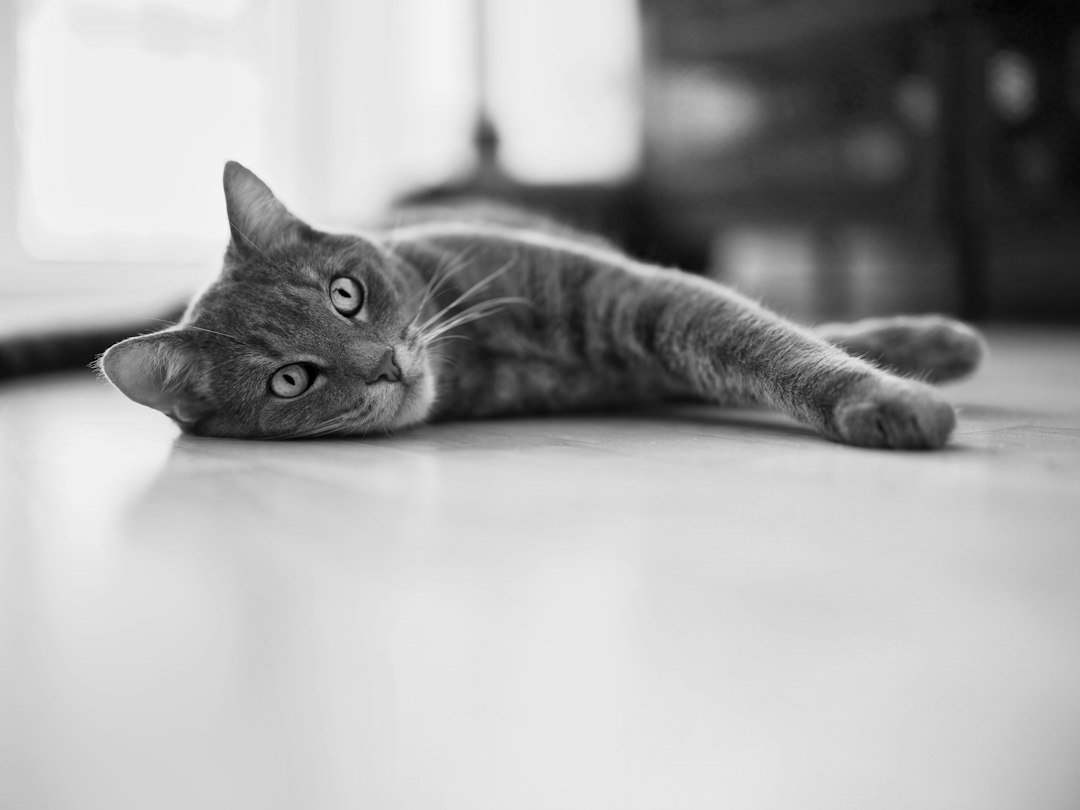 Gato atigrado descansando tranquilo en el piso de madera de una casa