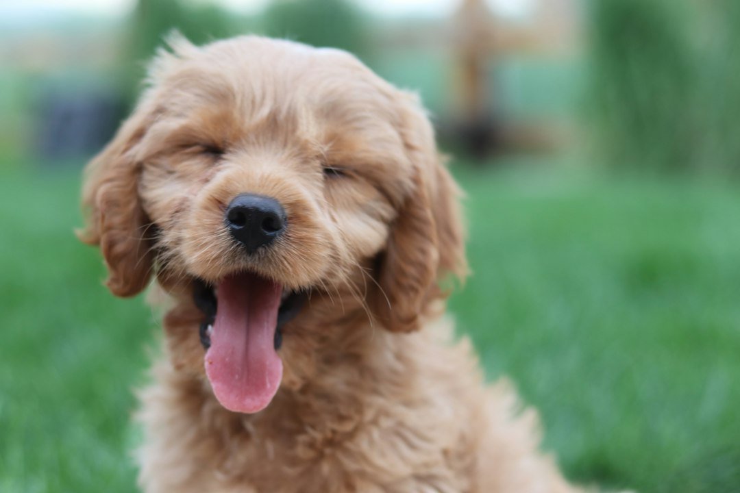 Cachorro golden retriever feliz