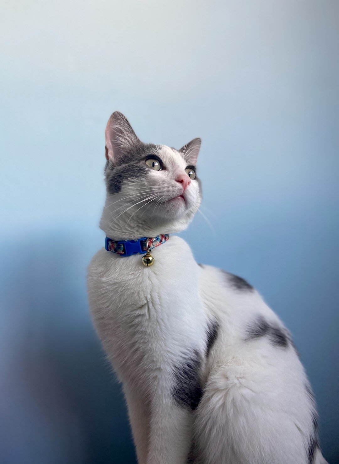 Gato blanco y negro con collar azul al aire libre