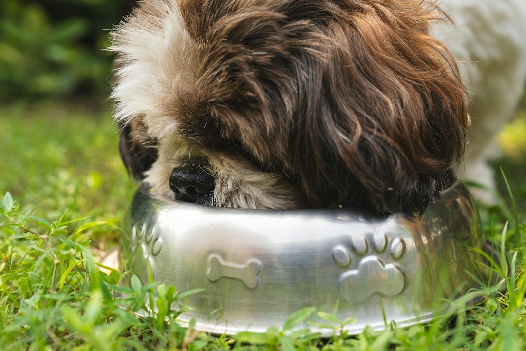 Perro comiendo de un plato de acero inoxidable