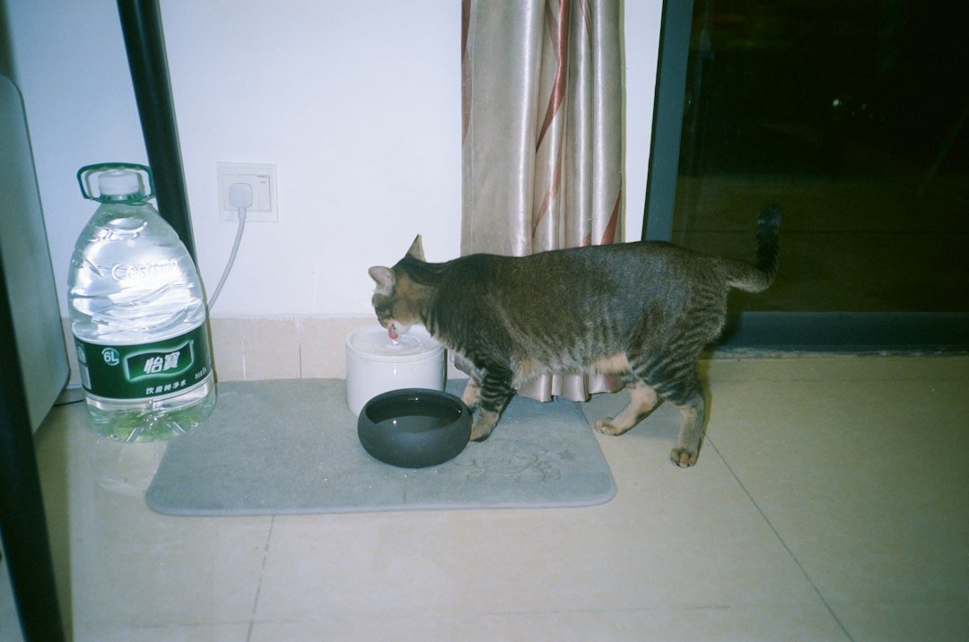 Gato bebiendo agua limpia dentro de casa