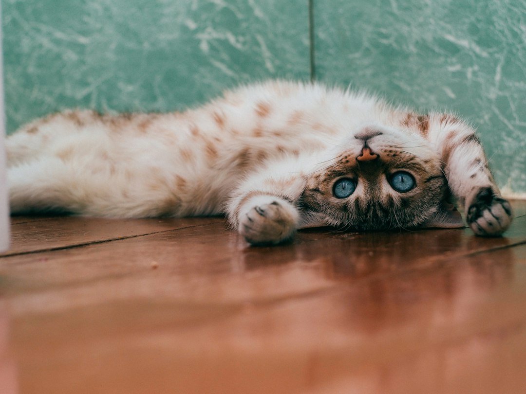 Gato blanco y café recostado en el suelo de madera del hogar