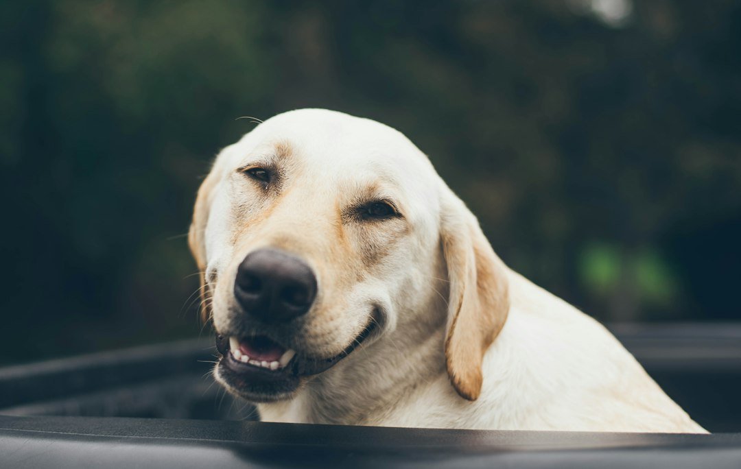 Perro labrador disfrutando tranquilamente de su baño en casa