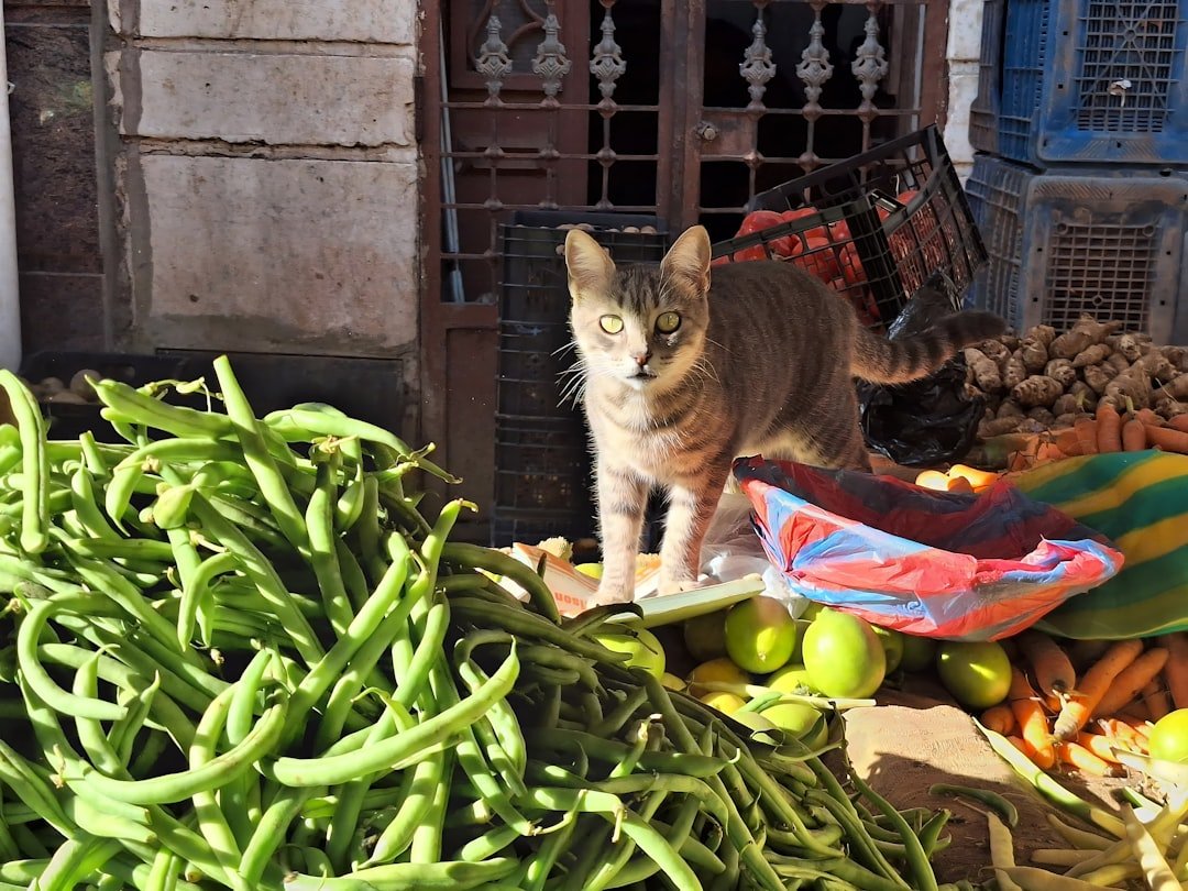 Gato curioso junto a verduras frescas