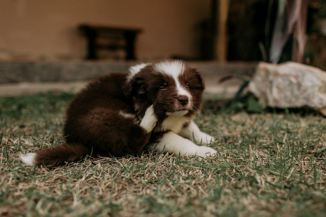 Perrito rascándose la oreja sobre el pasto