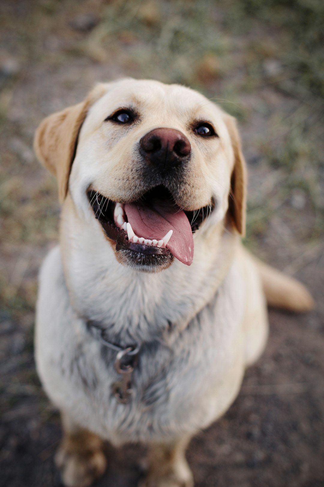 Labrador dorado con el pelaje sano y brillante