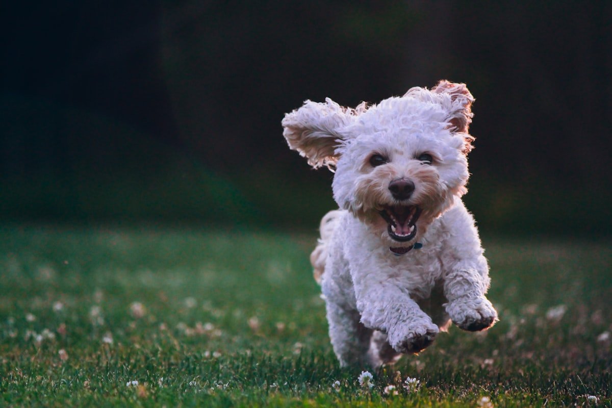 Perro jugando feliz al aire libre en el parque