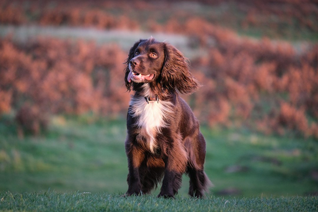 Cocker Spaniel, una raza de orejas largas y pelo sedoso, al aire libre