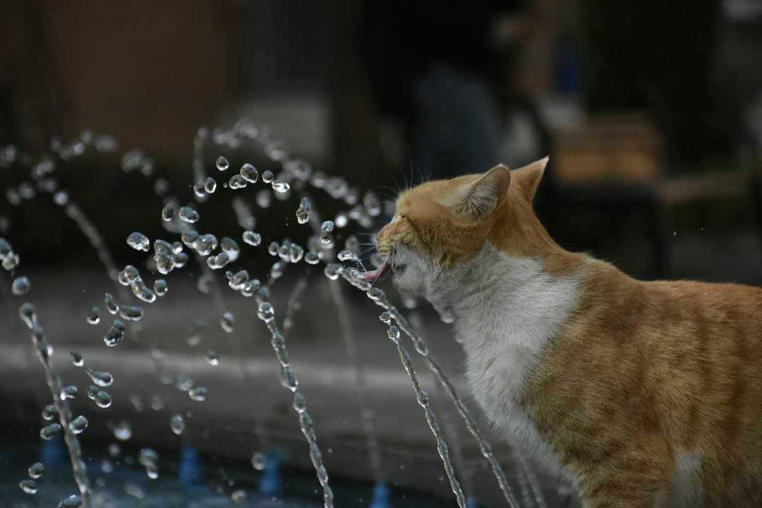 Gato bebiendo agua de una fuente para mascotas