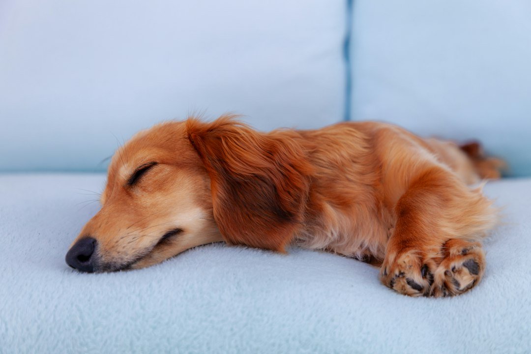 Perro salchicha descansando sobre un sofá
