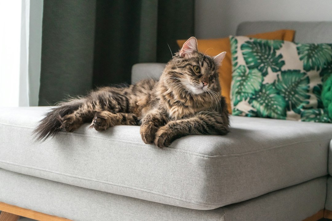 Gato de pelaje largo cómodo en su espacio en casa