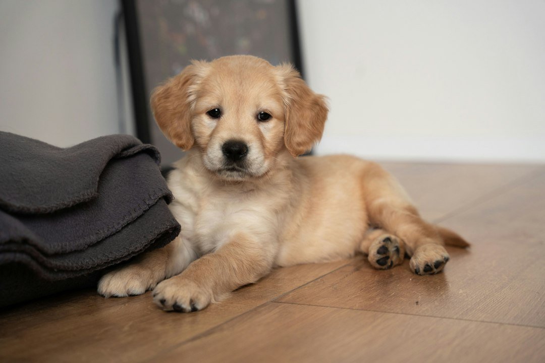 Cachorro descansando en casa junto a una manta suave