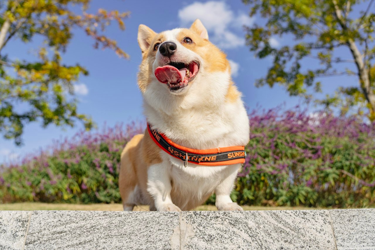 Perro feliz con arnes caminando al aire libre en el parque