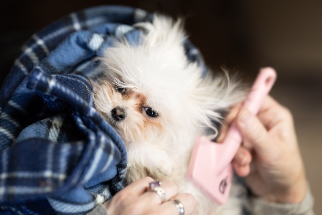 Perro pequeño siendo cepillado y peinado con calma en casa