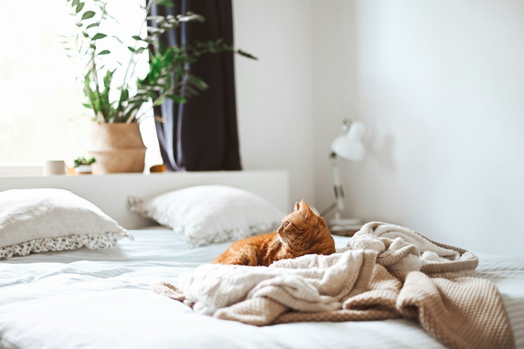 Gato relajado recostado en una cama dentro de casa