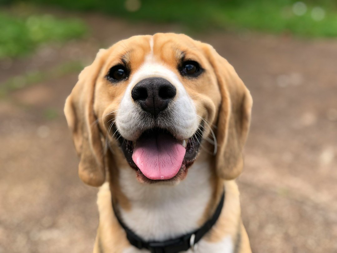 Primer plano del rostro y las orejas de un perro