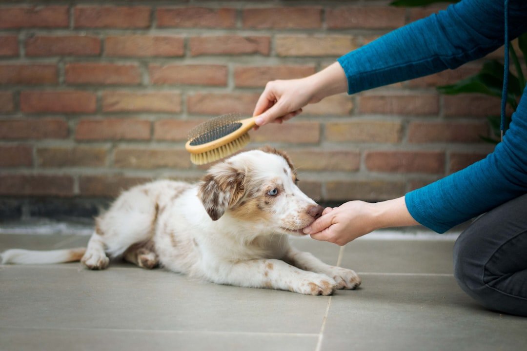 Persona cepillando los dientes de su perro