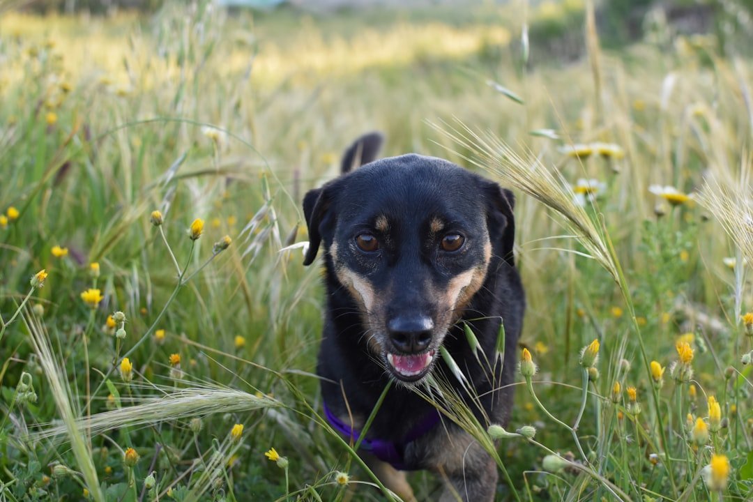 Perro jugando activo sobre el pasto verde