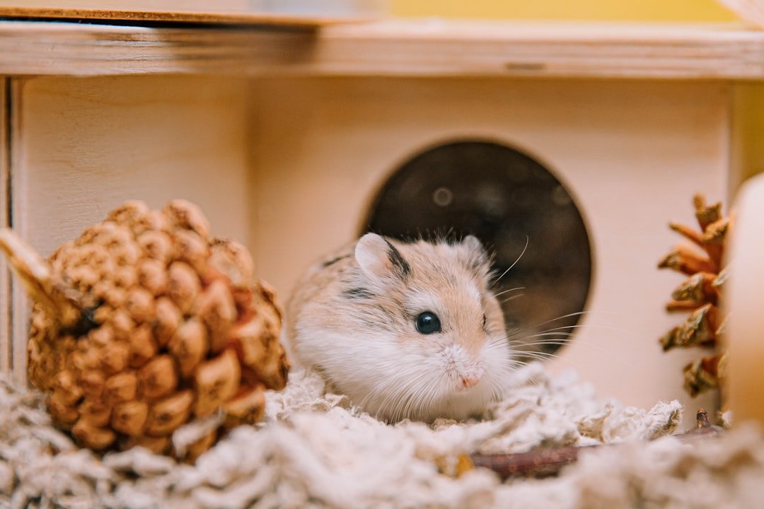 Hámster explorando su casita dentro del hábitat