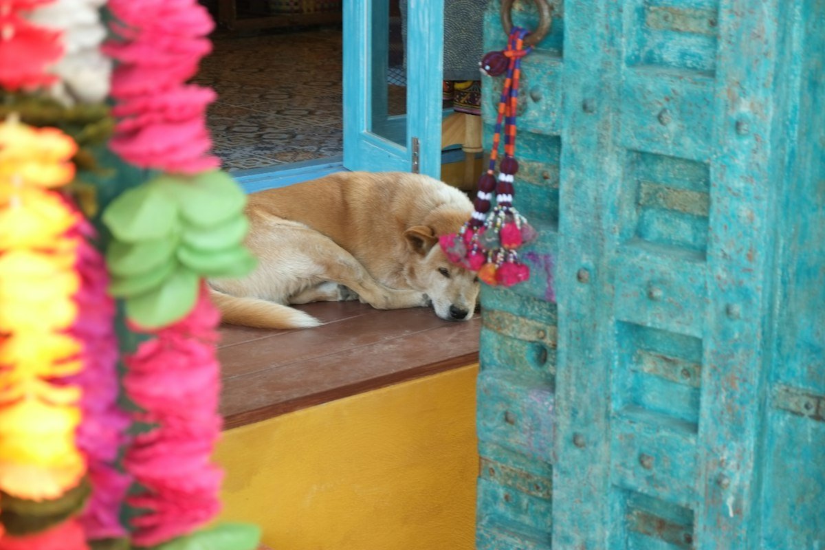 Perro relajado y tranquilo descansando en casa