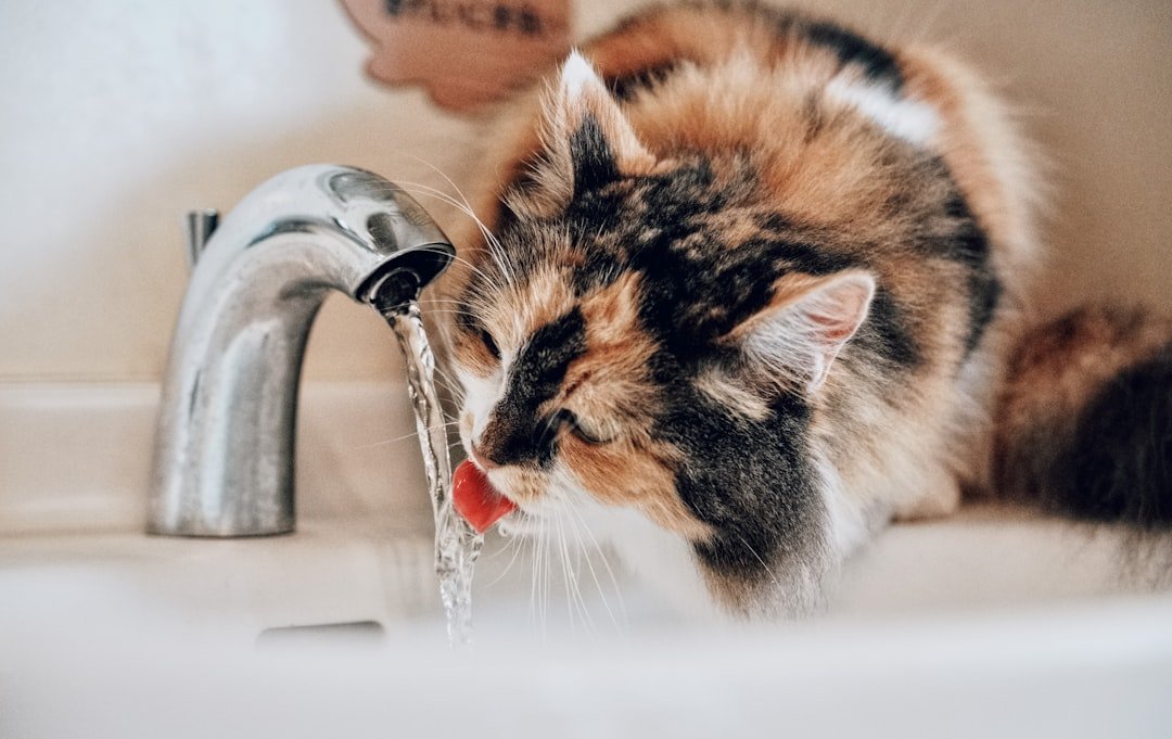 Gato bebiendo agua directamente del grifo por su preferencia por el agua en movimiento