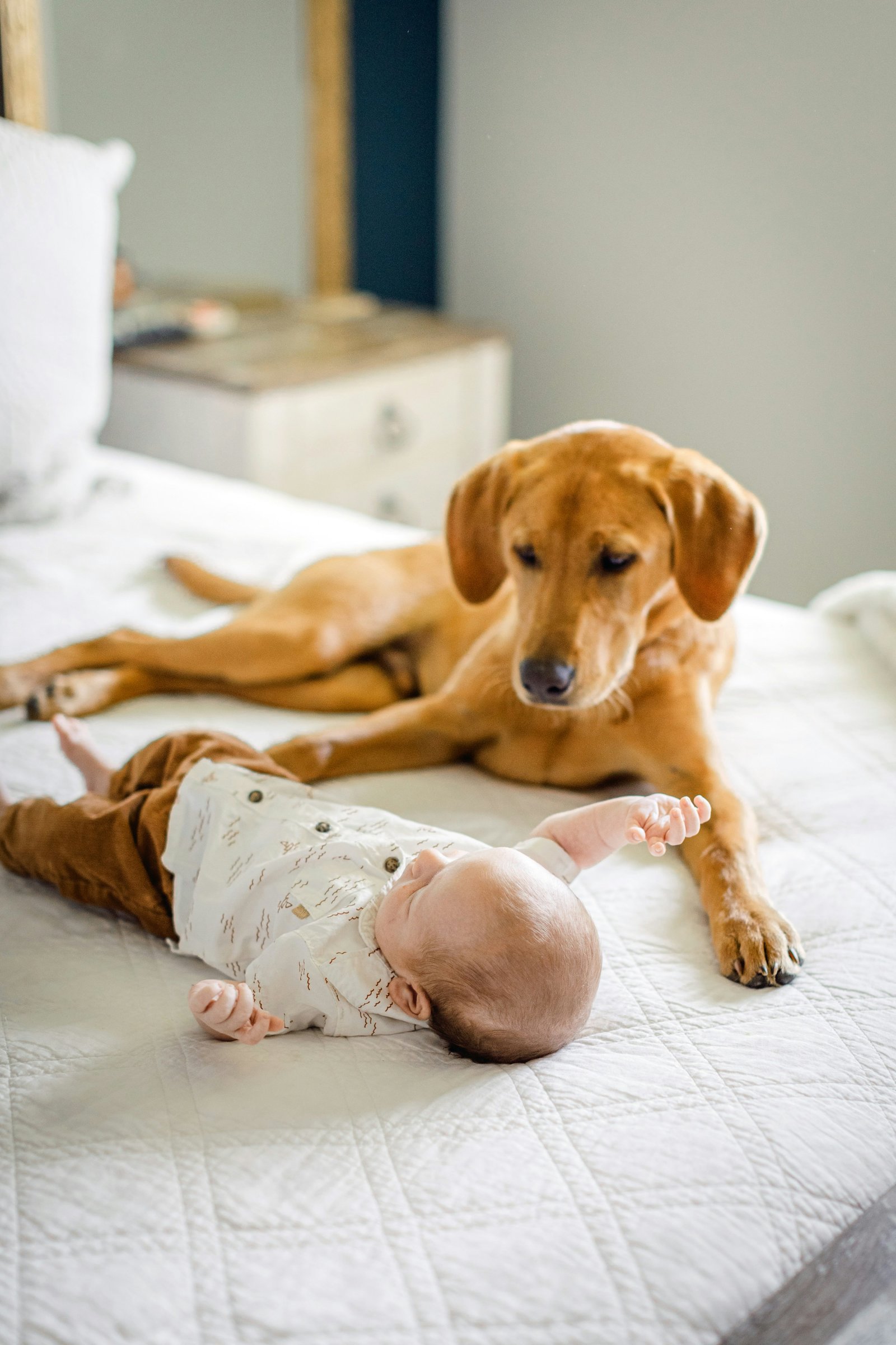 amor-peludo-mascota-bebe.jpg