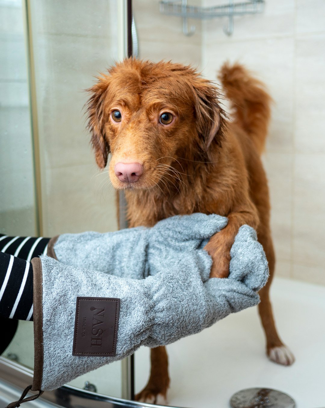 amor-peludo-sarna-perros.jpg