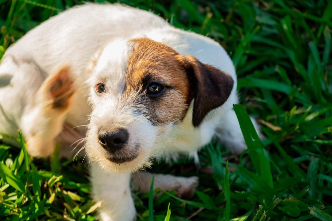 amor-peludo-pastillas-antipulgas-perros.jpg