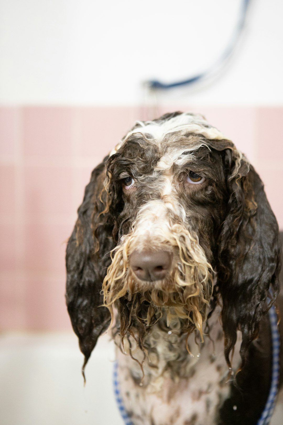 amor-peludo-comezon-alergias-perro.jpg