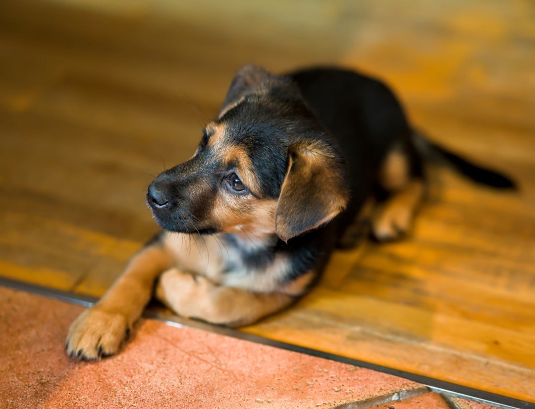 amor-peludo-nuevo-perro-casa.jpg