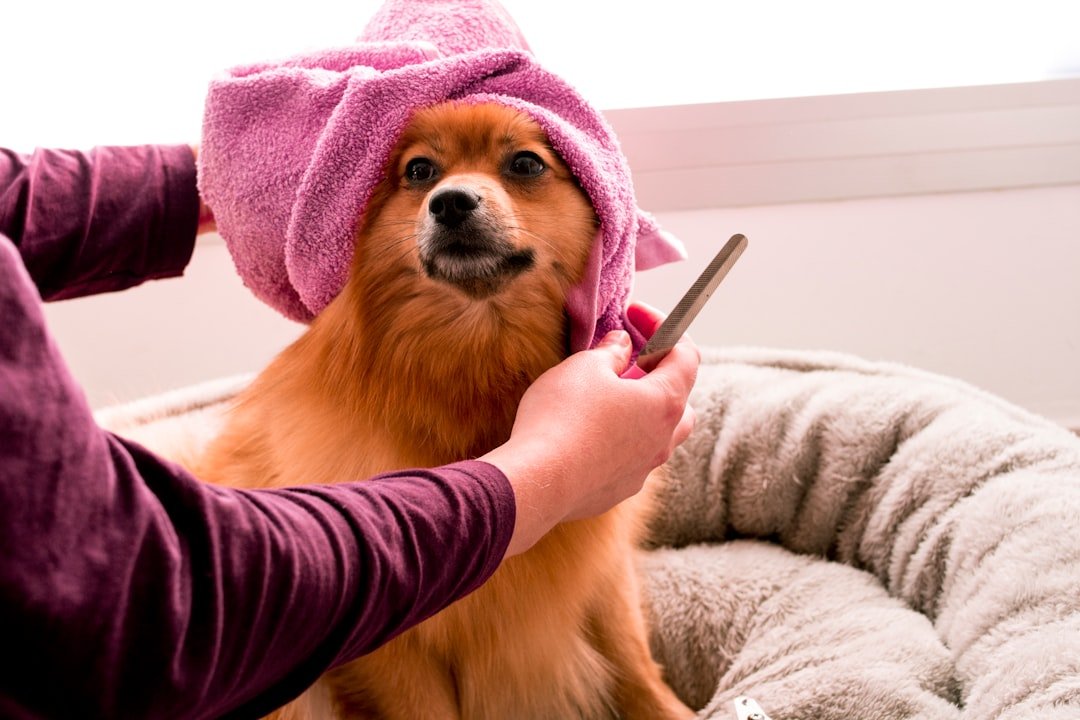 amor-peludo-clorox-mascotas.jpg