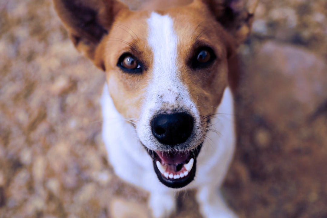 Kit Dental Antisarro para Perros: ¿Vale la Pena? Reseña 2026