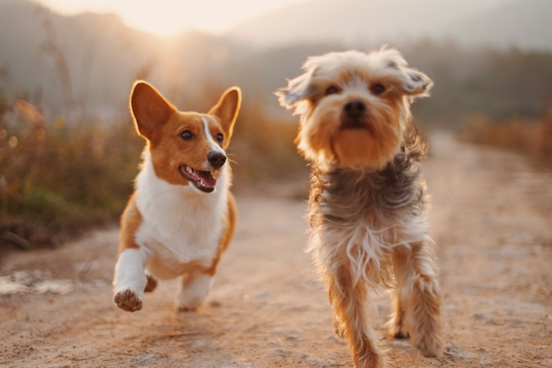 amor-peludo-desinflamatorio-perros.jpg