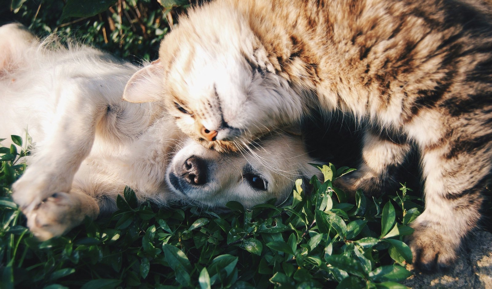 amor-peludo-perro-vs-gato.jpg